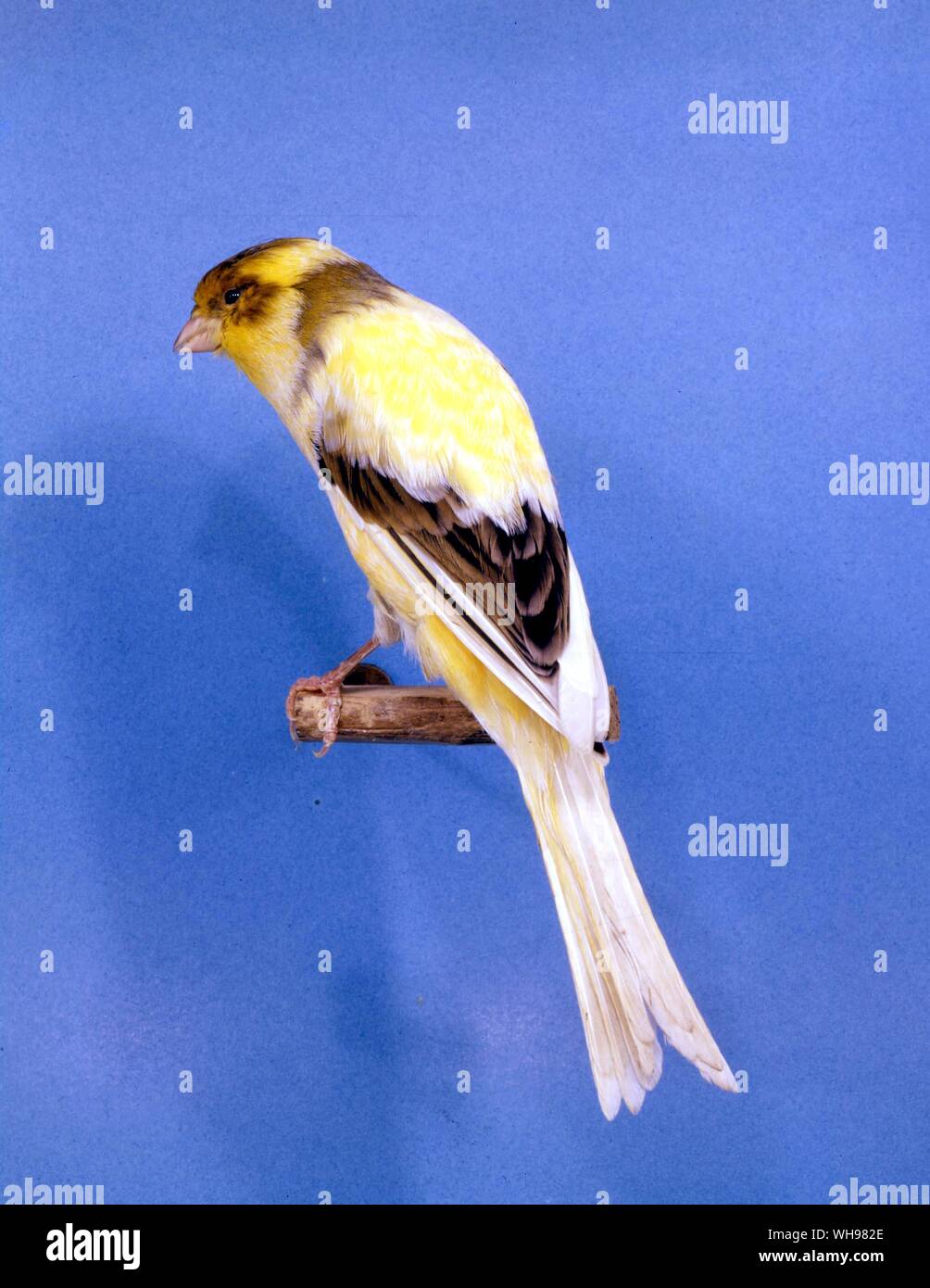 Le variegate Buff Yorkshire Canary Foto Stock