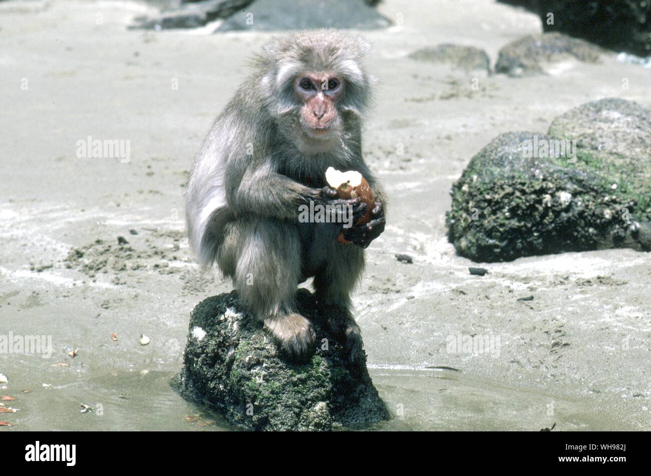Macaque sull isola di Koshima mangiare una patata dolce Foto Stock