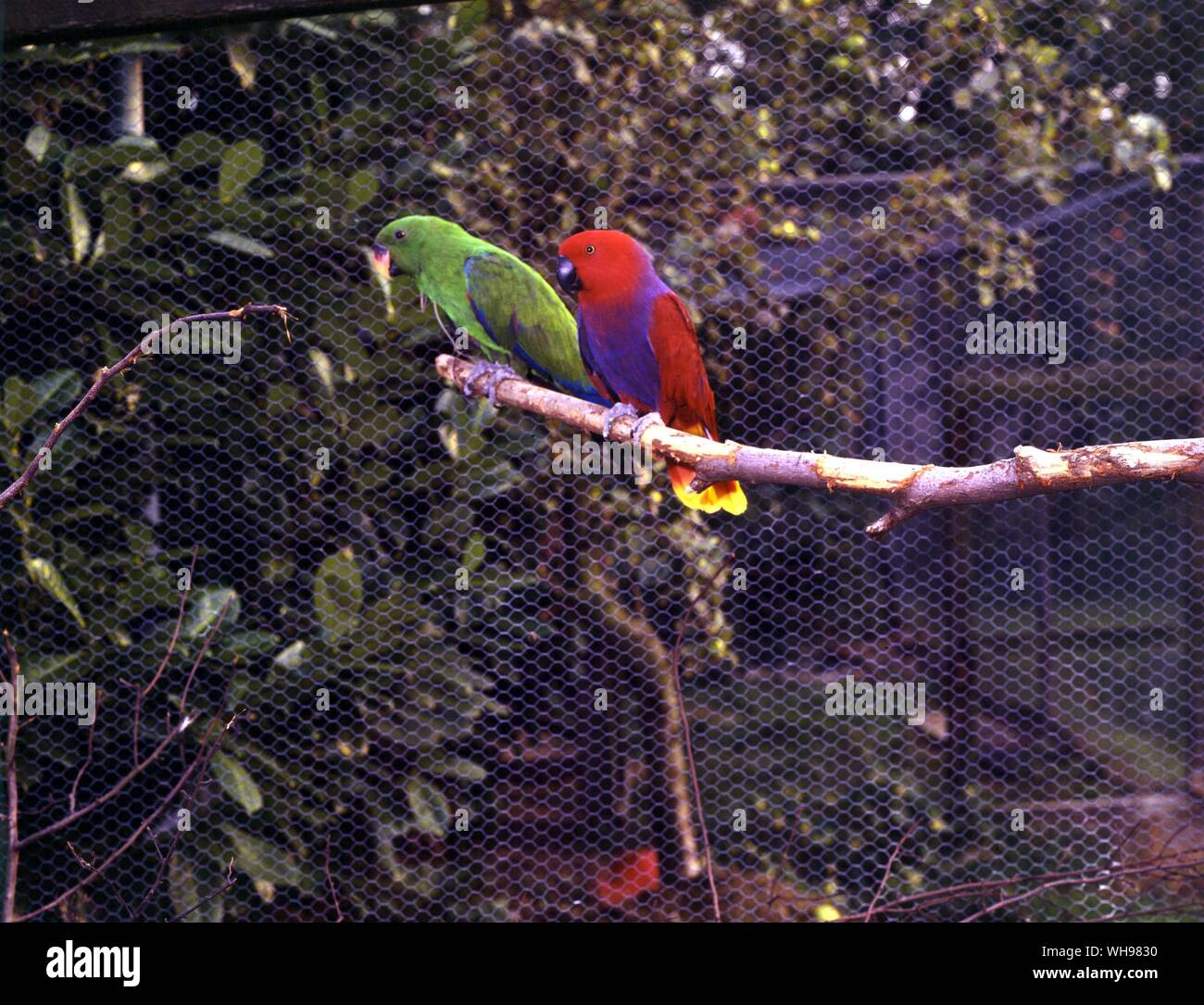 Coppia di Grand Eclectus pappagalli, gallina sulla destra Foto Stock