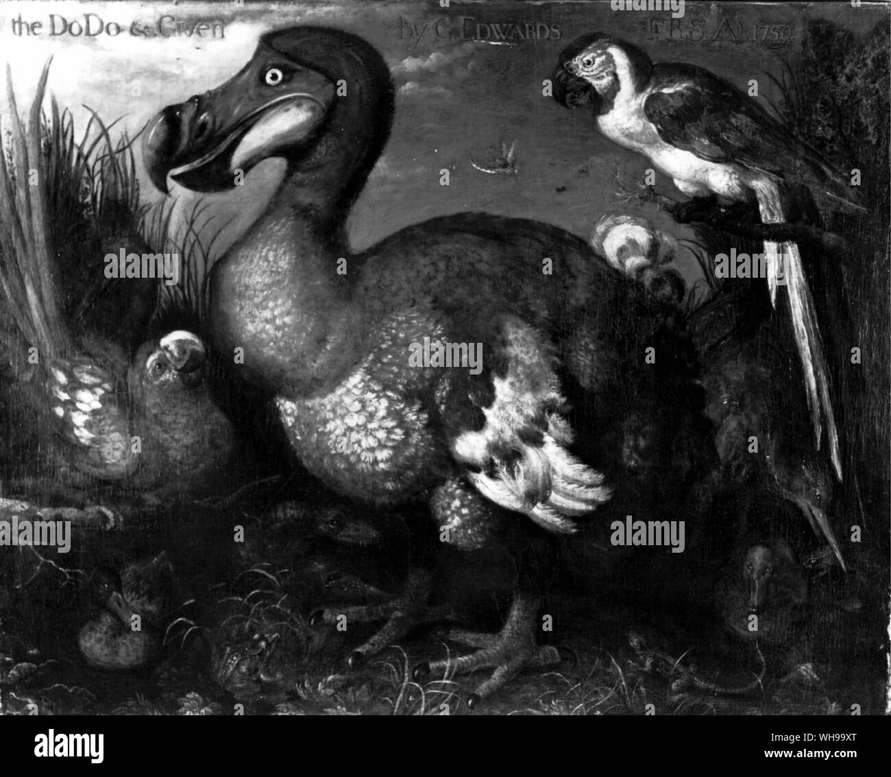Il Dodo (dipinto da Savary), le specie di uccelli di Maurizio che fu estinto dal 1681 Foto Stock