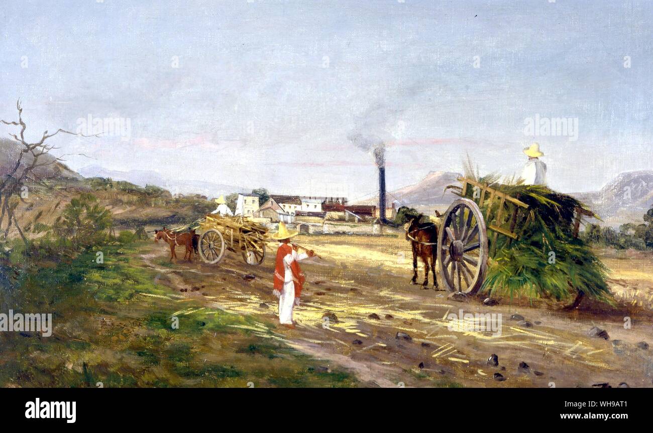 I contadini di raccolta della canna da zucchero in America centrale piantagione di zucchero 1840 Foto Stock