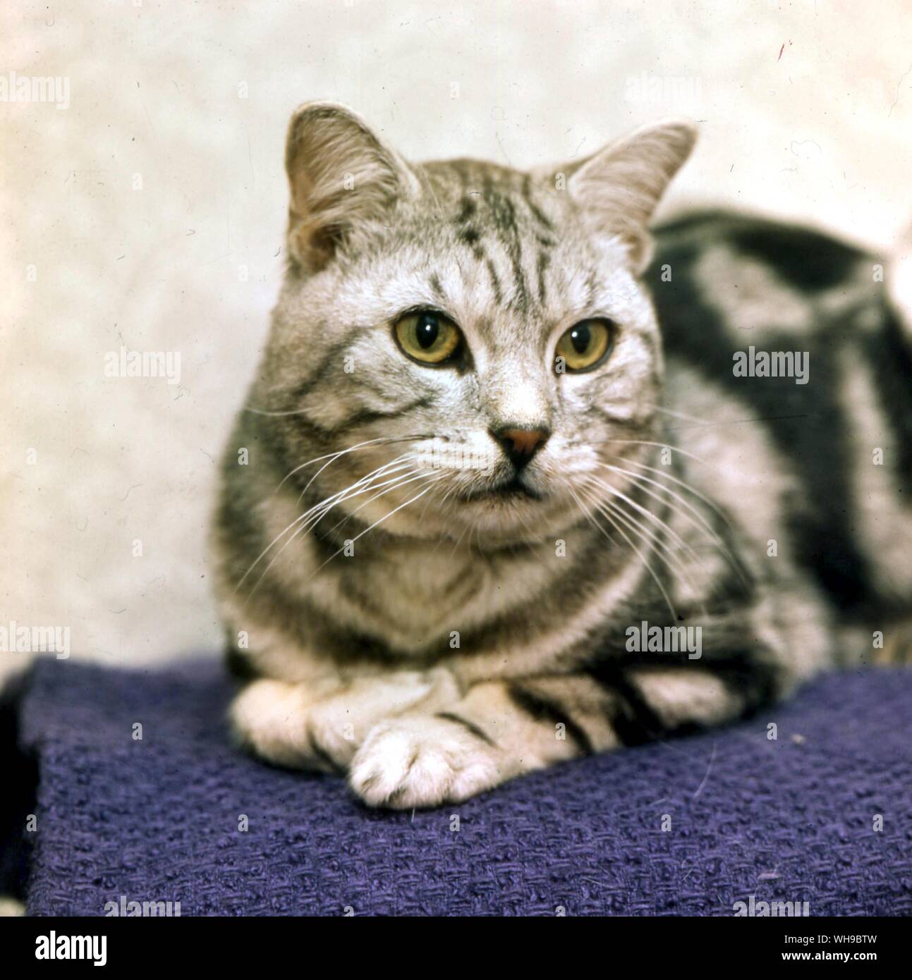 Silver tabby Cat Foto Stock