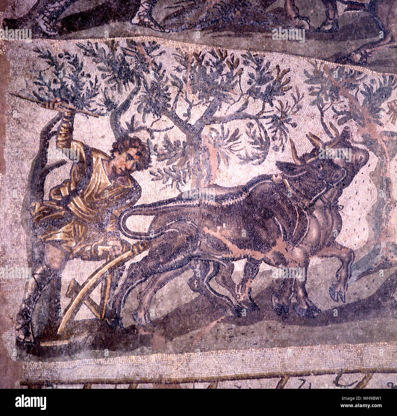 Antica illustrazione di un uomo l'aratura con buoi. Algeria, del III secolo D.C. Foto Stock