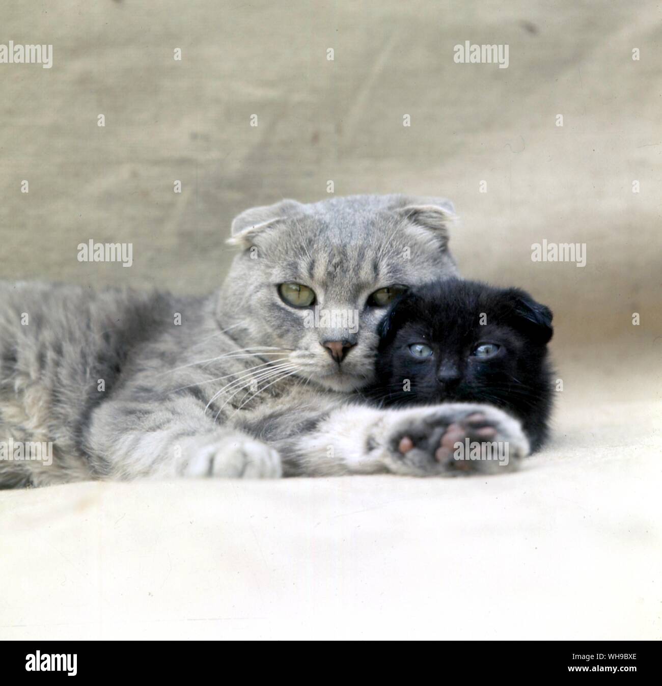 Scottish Fold Cat Foto Stock