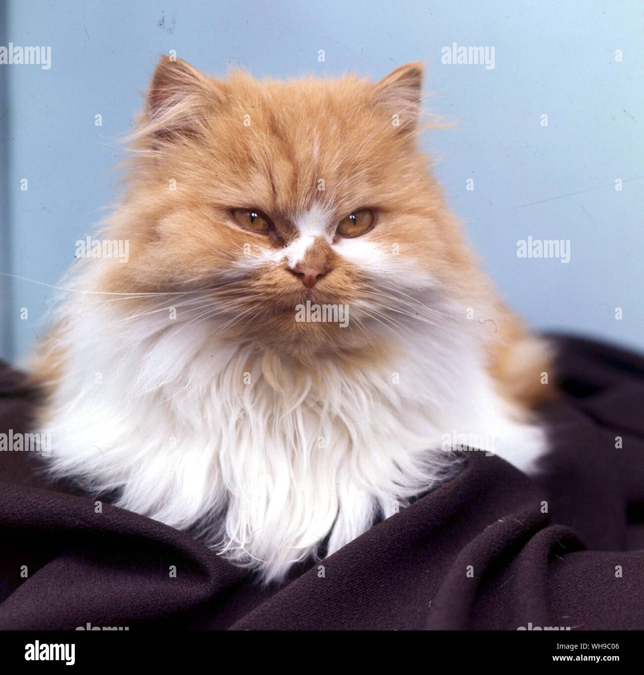 Capelli lunghi colore Bi Cat Foto Stock