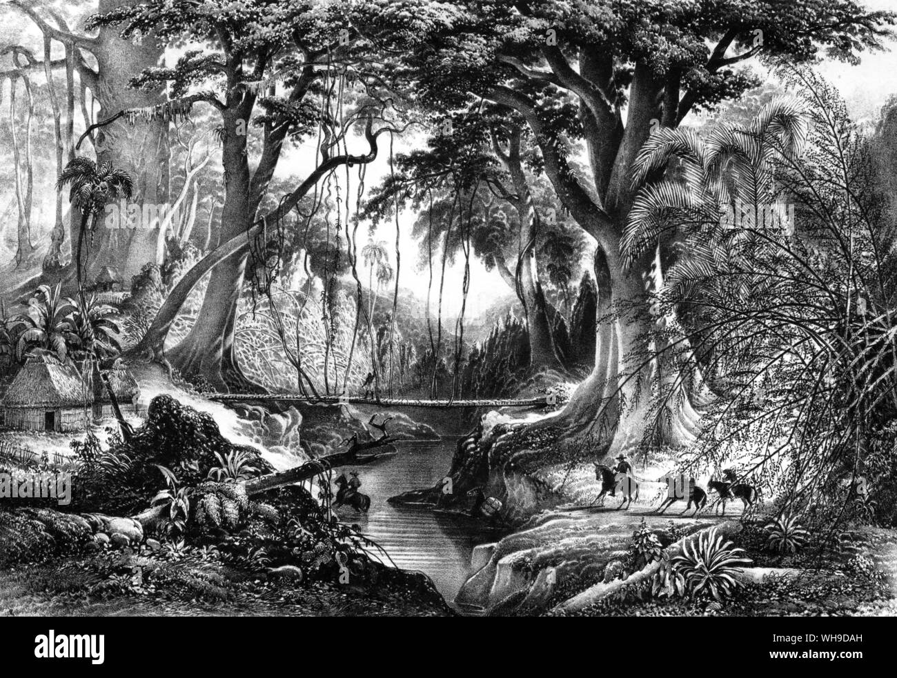 Sono entrati nel loro gret foresta pluviale tropicale del sud America per la prima volta. La via attraversata dai torrenti di montagna e avvolto lungo i bordi di anfratti da cui aumentato vertiginosamente giganteschi alberi coperti di liane.". Foto Stock