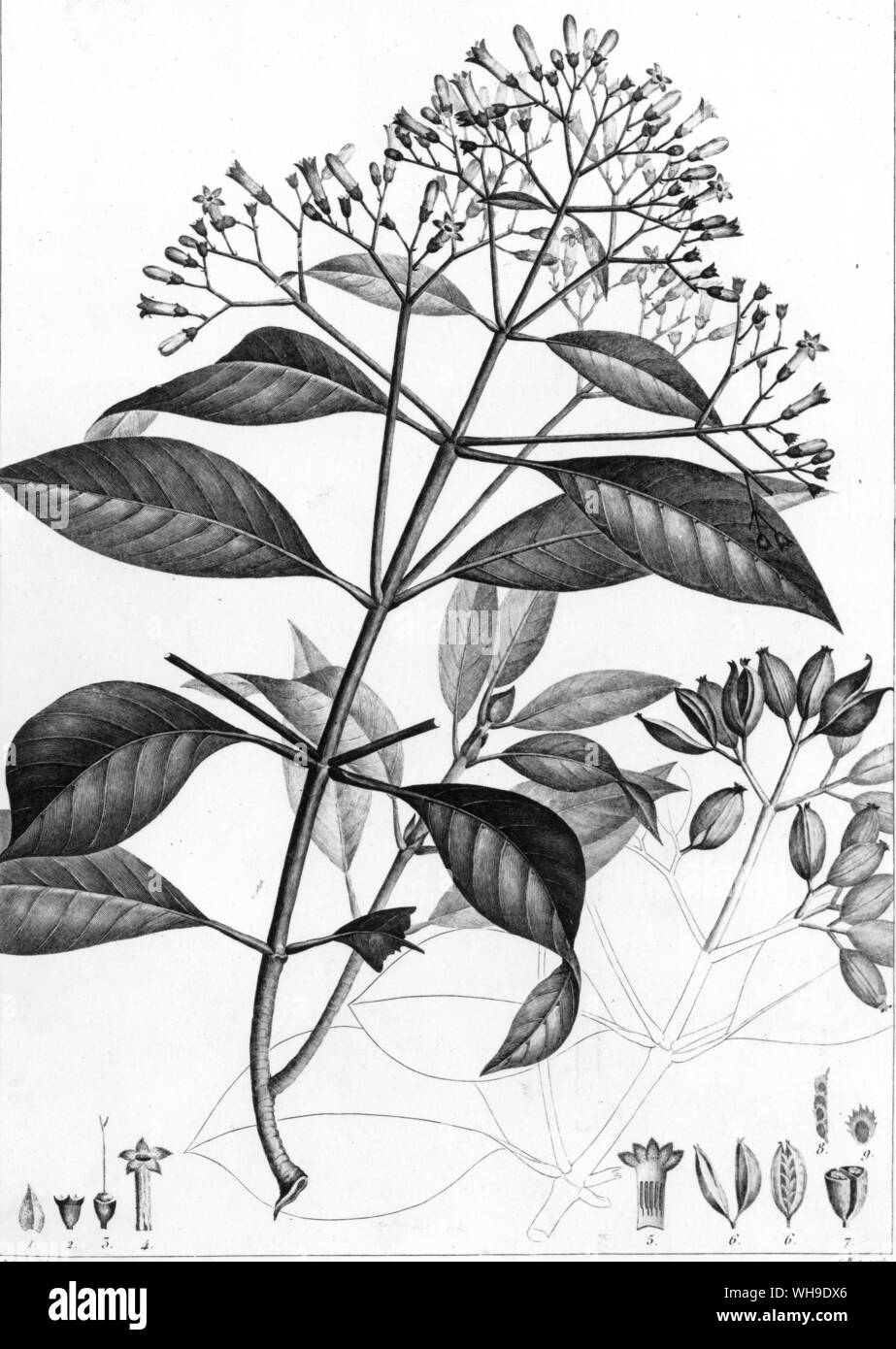Mutisa grandiflora da Plantes equinoxiales da Humboldt e Bonpland, e Don José Celestino Mutis, per cui il genere è stato chiamato Foto Stock
