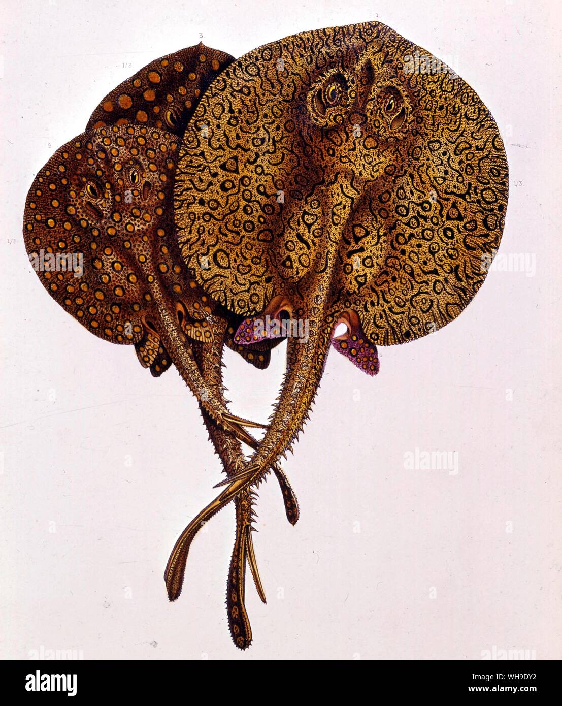 Trigoni abbondava in fondali sabbiosi del Orinoco. Immagine da L'Amerique du Sud da Francesco de Castelnau, la Royal Geographical Society di Londra. Foto Stock