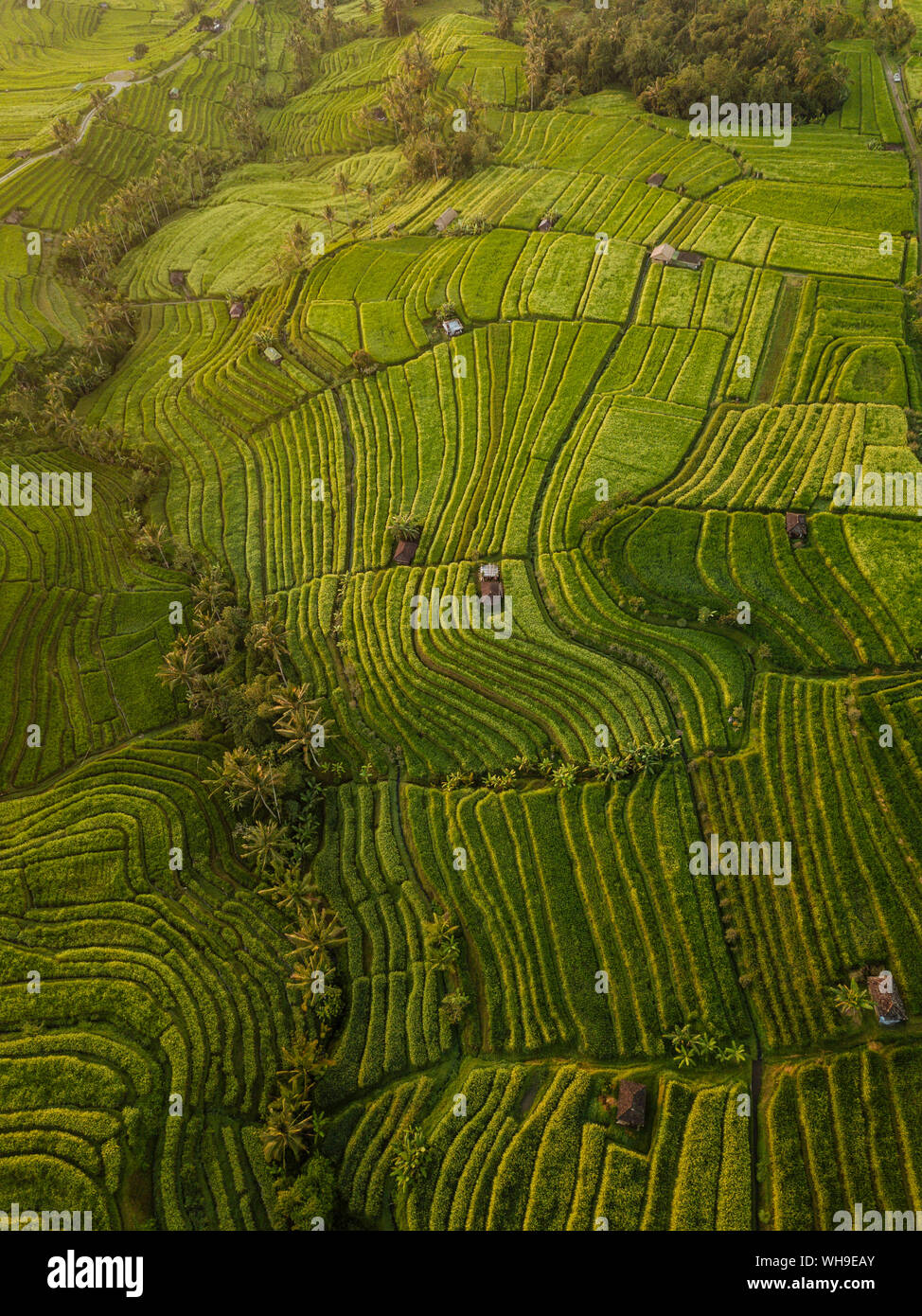 Vista aerea di Jatiluwih terrazze di riso, Tabanan, Bali, Indonesia, Asia sud-orientale, Asia Foto Stock
