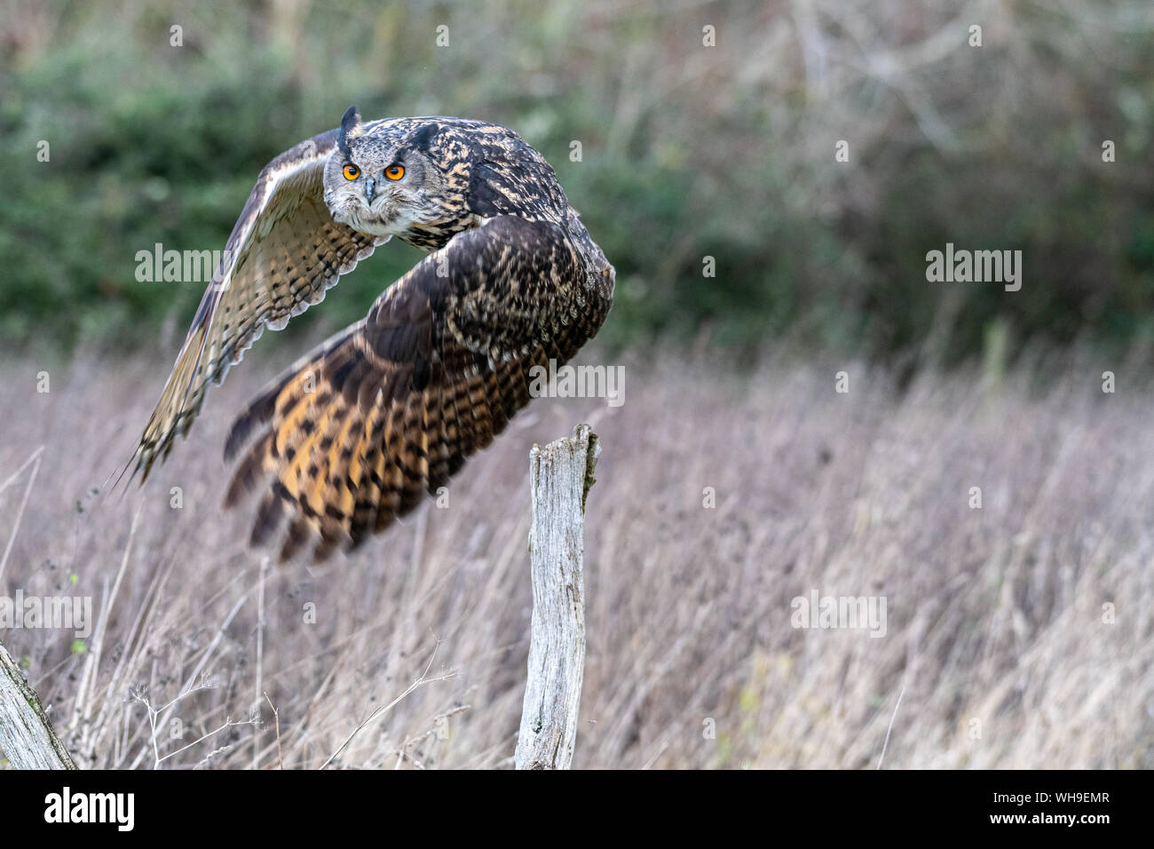 Gufo reale (Bubo bubo) volare in un campo in Gloucestershire Foto Stock