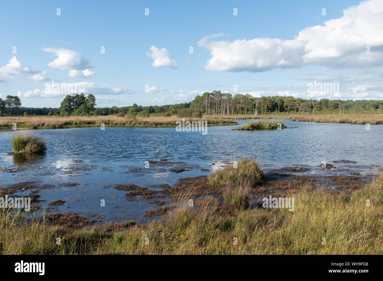 Vista del Comune Thursley Riserva Naturale Nazionale nel Surrey, Inghilterra, Regno Unito Foto Stock