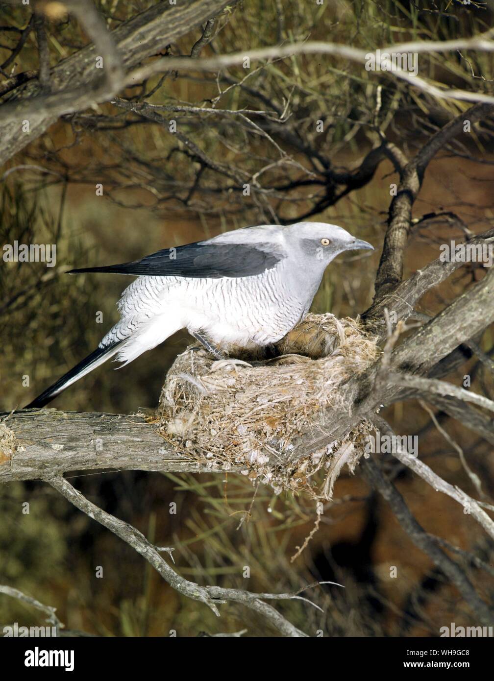 Bird seduta sul nido Foto Stock