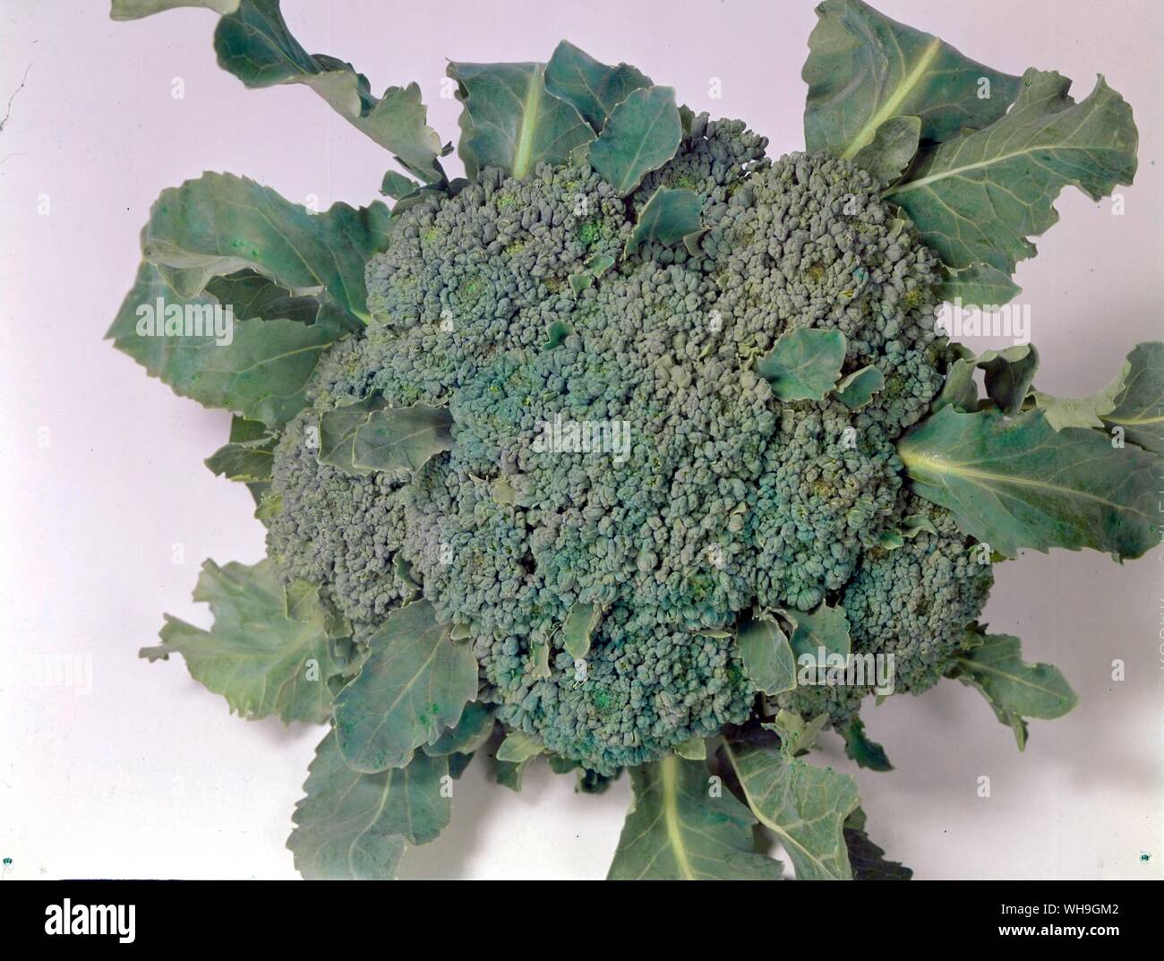 Broccolo Foto Stock