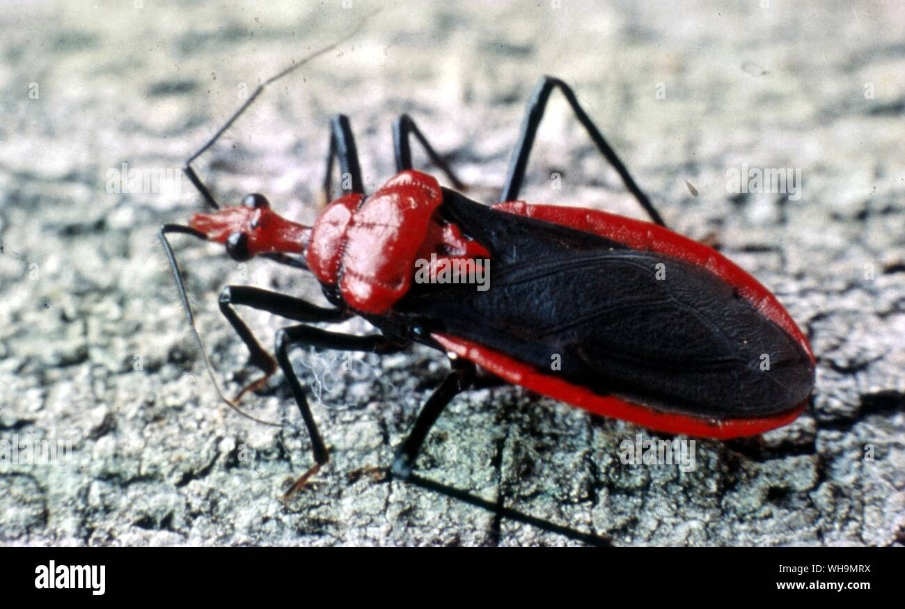 Pothea Haglundii un Bug Reduviid Brasile Foto Stock
