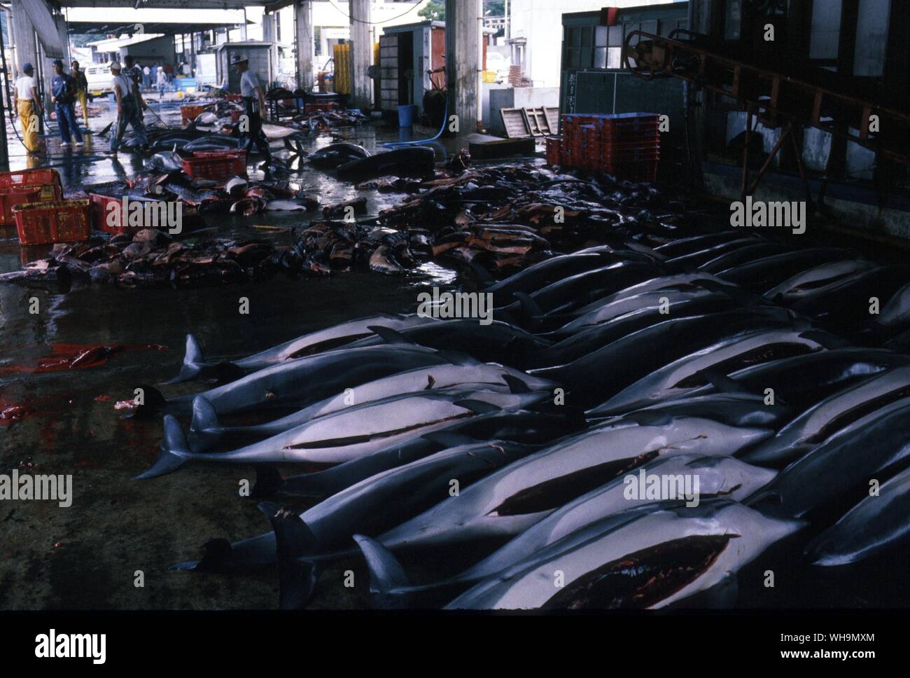 Industria dei delfini in Giappone Foto Stock
