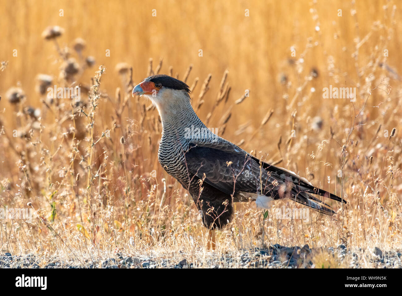 Crested caracaras [Caracara plancus], Patagonia, Argentina, Sud America Foto Stock