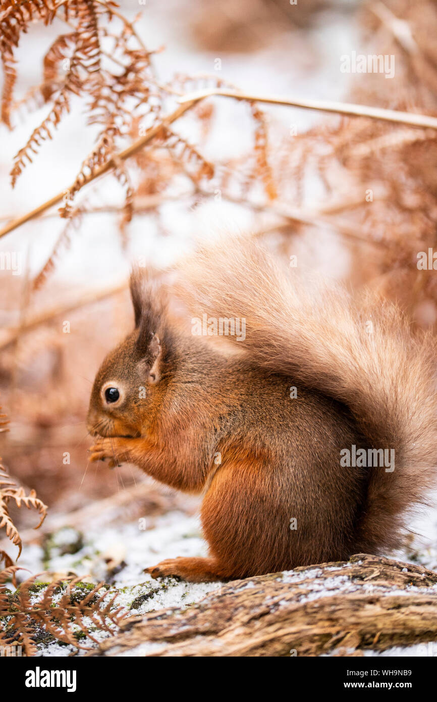 British scoiattolo rosso Foto Stock