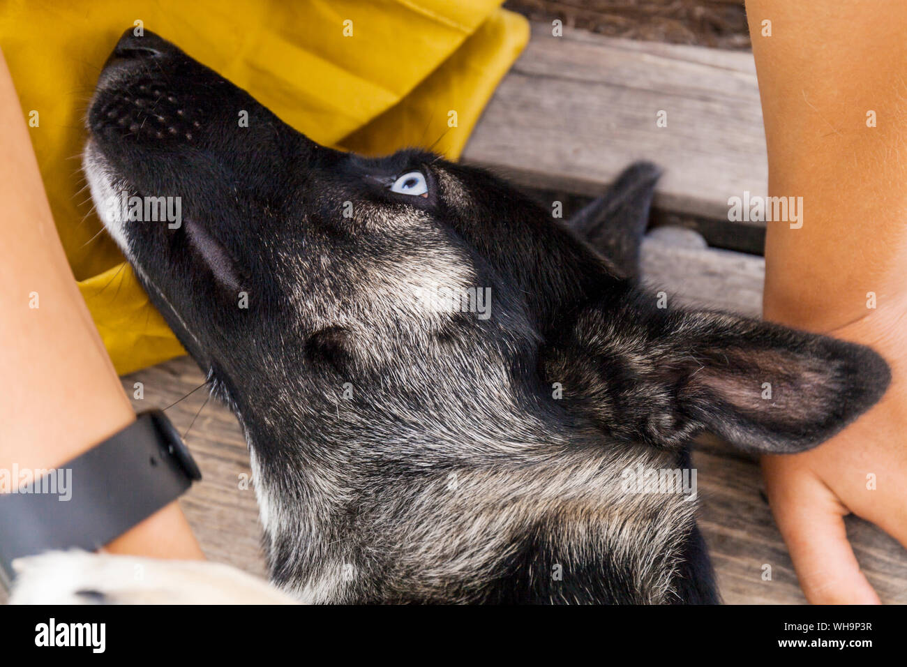Testa del Pastore Husky Mongrel Foto Stock