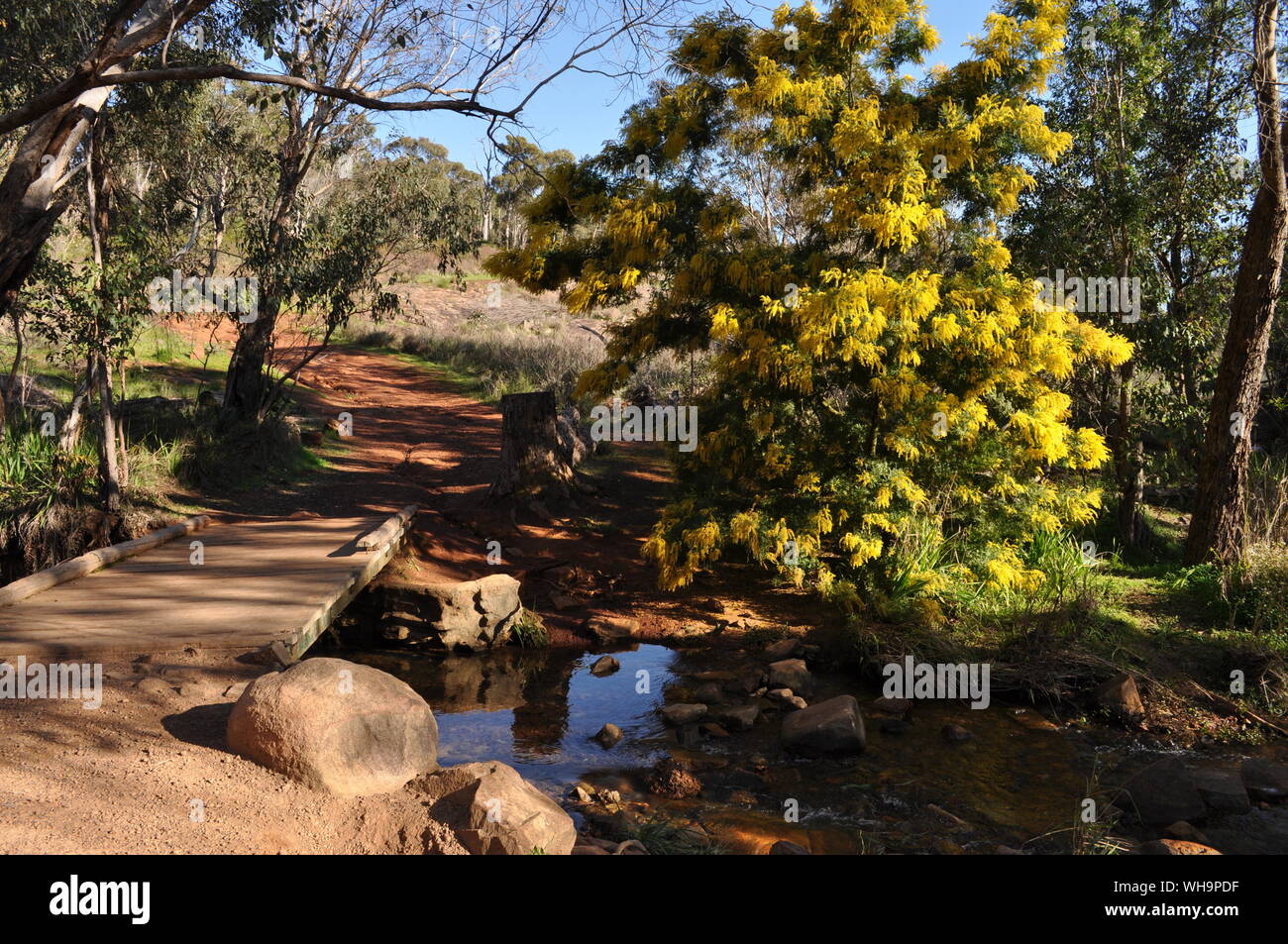 Creek e bargiglio albero in fiore, Whistlepipe canalone a piedi, Mundy Parco Regionale, sulle colline di Perth, Western Australia, Australia Foto Stock