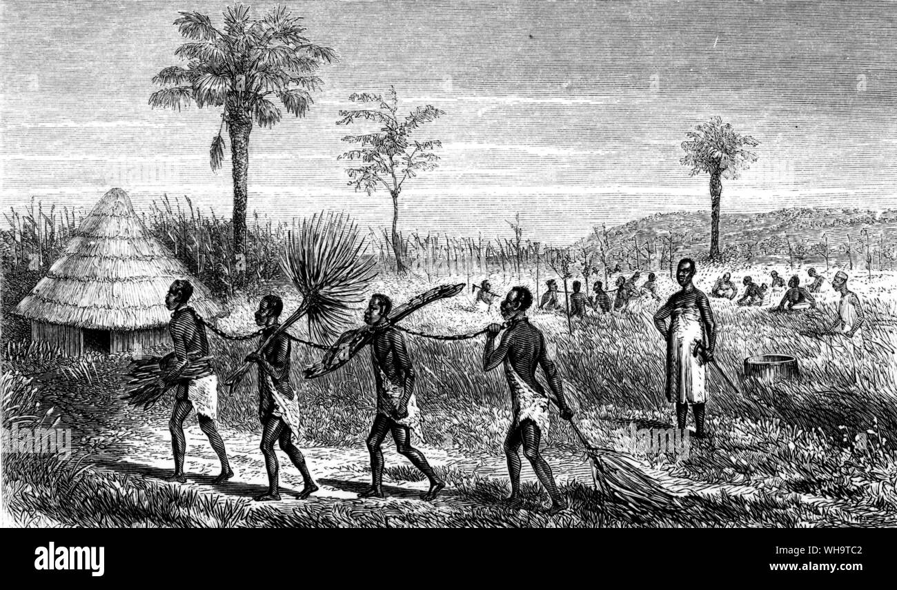 Afgrica: Sirboko gli schiavi che trasportano il carburante e il taglio di riso. Foto Stock