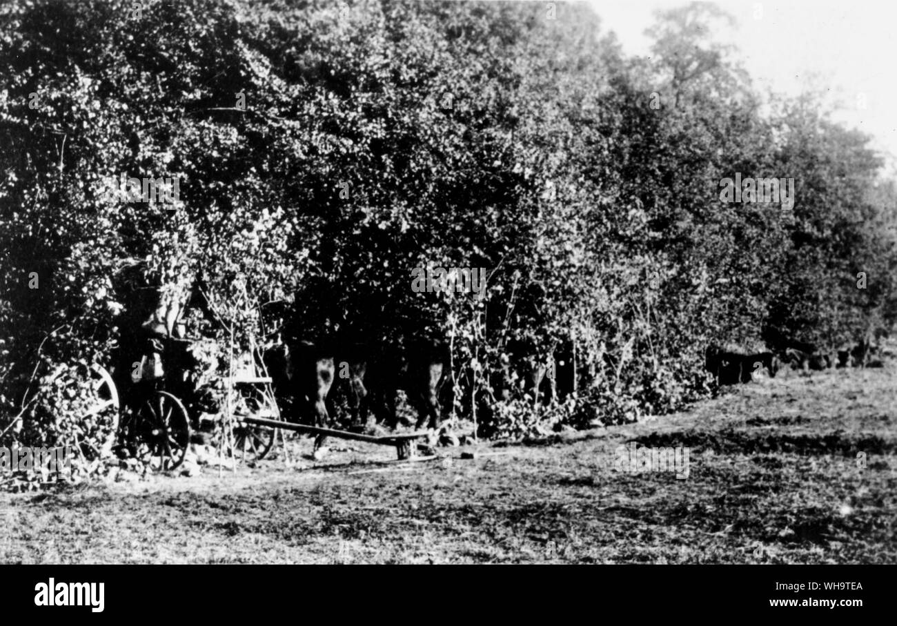 WW1: sezioni in 'buronais' sotto gli alberi a Moulin des Bas, settembre1914. Cannoni nei boschi. Foto Stock