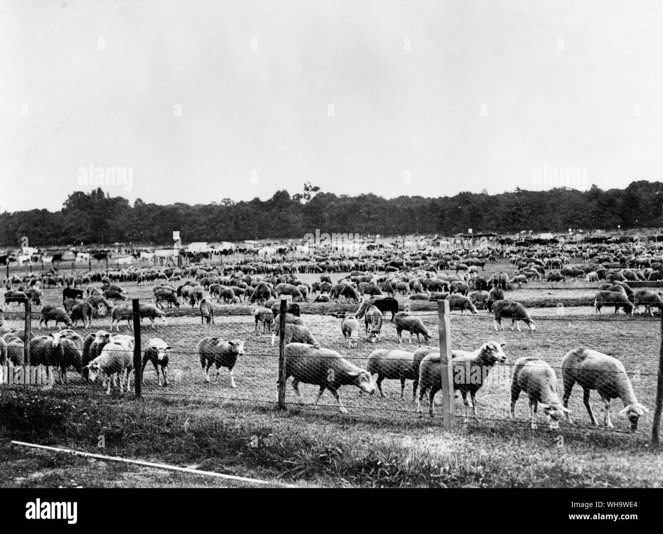 WW1: ovini e bovini in penne in parchi pubblici, Parigi. Sett. 1914. Foto Stock