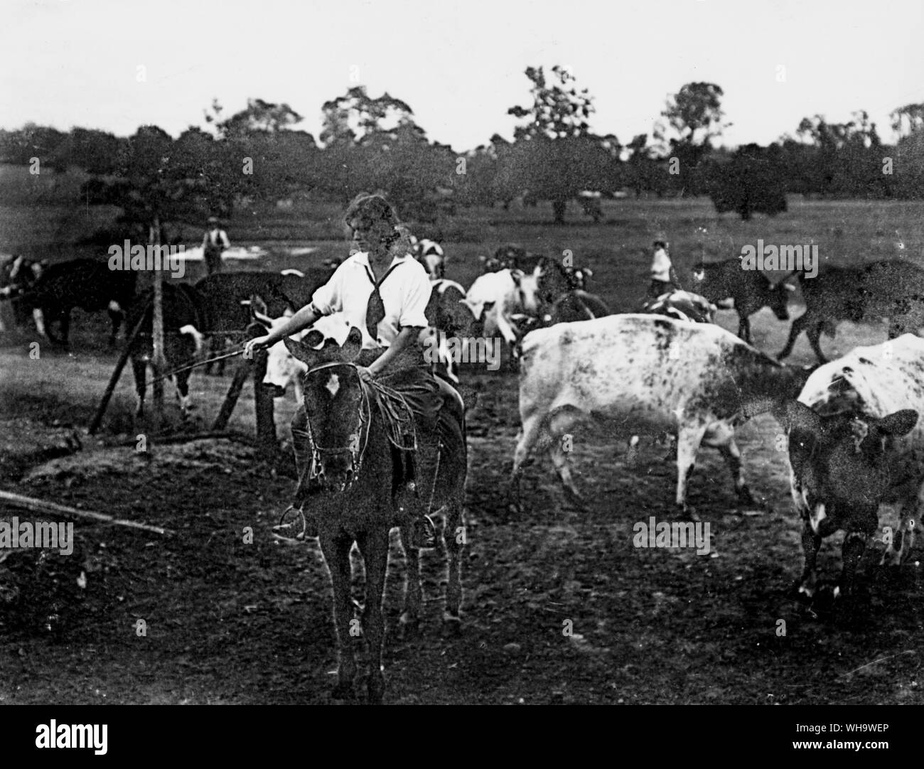 WW1: La guerra-tempo drover bestiame. Ragazze che lavorano sulla terra. Foto Stock