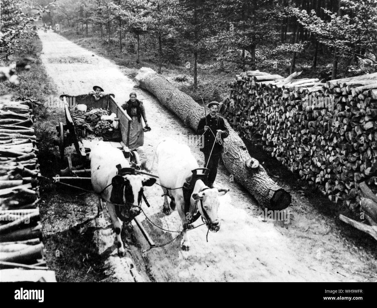 WW1/ il ritiro di Anversa. Rifugiati belga con un bue-carro trainato lasciando Louvain, 20 agosto 1914. Nota le pile di legname sul ciglio della strada. Foto Stock