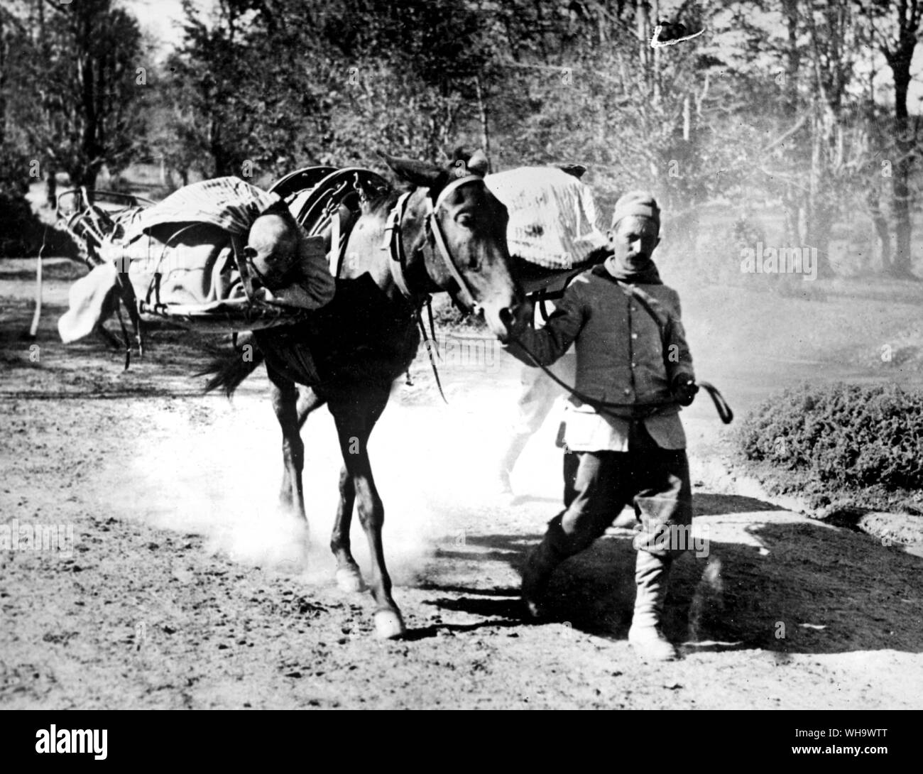 WW1/ Balcani. La battaglia della CERNA e Monastir. Il serbo feriti provenienti dalle montagne del mulo cacolets. Ottobre 1916. Foto Stock