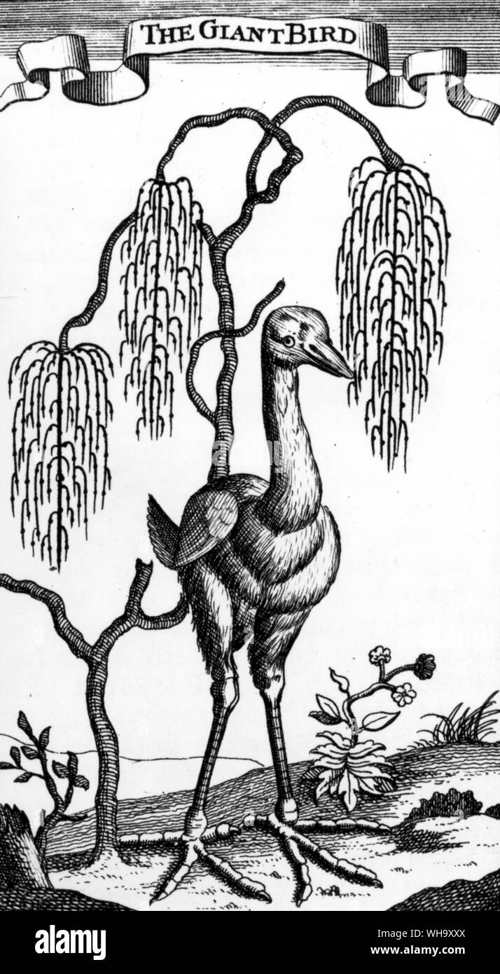 Un grande uccello presumibilmente visto in Mauritius alla fine del seicento dal rifugiato ugonotta Francois Legnat. Incisione da Legnat è di nuovo viaggio verso le Indie Orientali (Londra, 1708) Foto Stock