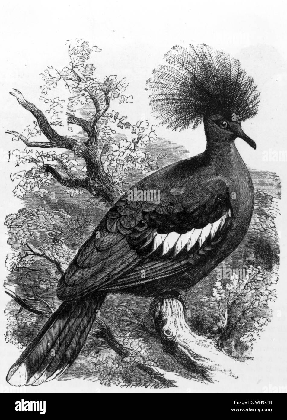 Blu-incoronato piccione (Goura cristata), una stretta parente in vita del extincs Choiseul Crested Pigeon. Incisione da Cassell di Storia Naturale di Londra (1889) Foto Stock