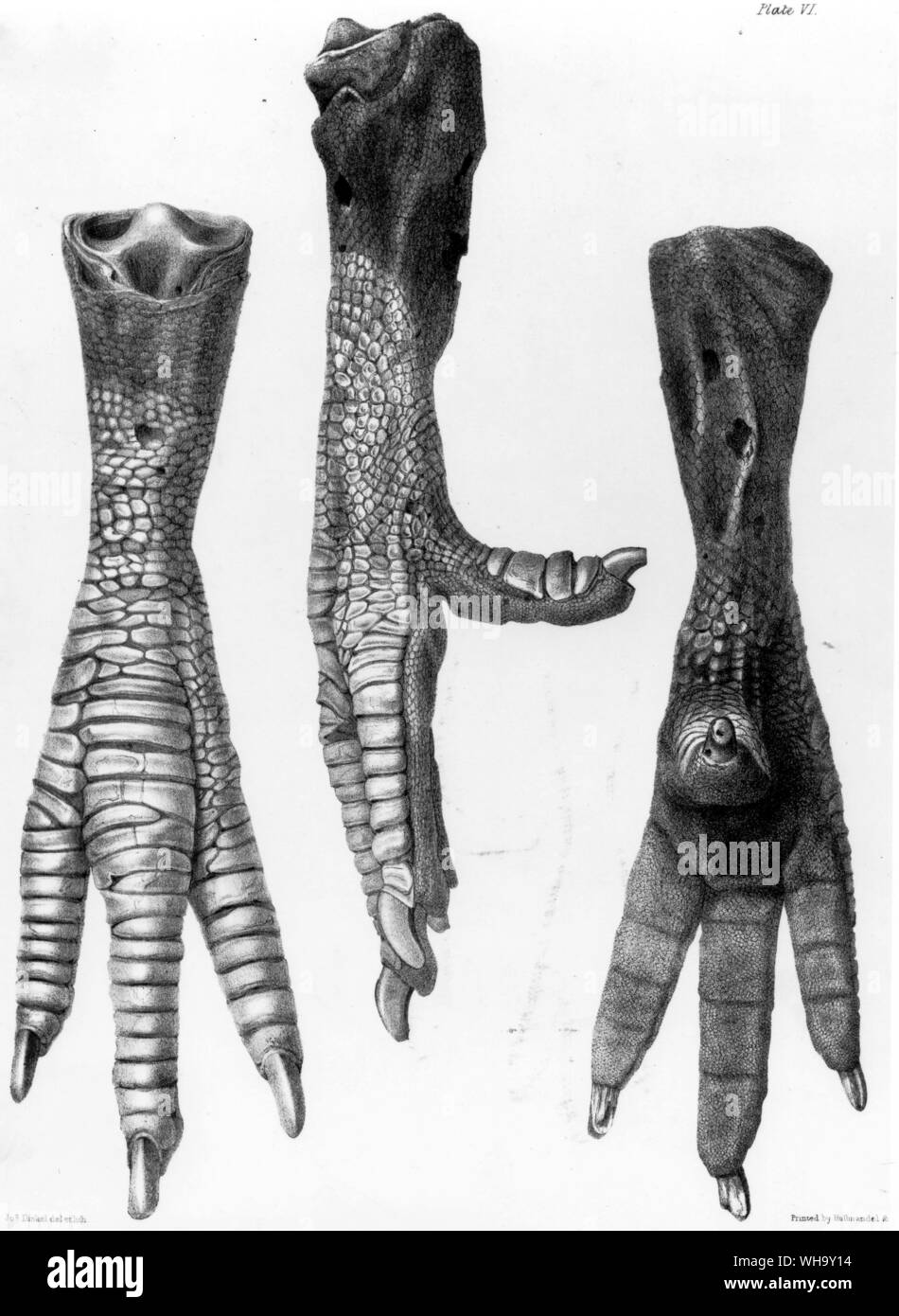 Viste laterale e posteriore del Dodo piedi conservati al British Museum (Natura storia). Litografia da S.E. Strickland e A.G. Melville è il Dodo e la sua parentela (Londra, 1848) Foto Stock