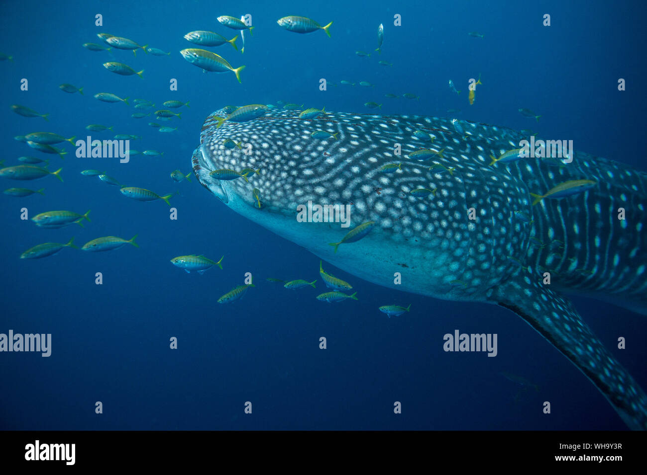 Squalo balena (Rhincodon typus) con carango (Gnathanodon speciosus), Honda Bay, PALAWAN FILIPPINE, Asia sud-orientale, Asia Foto Stock