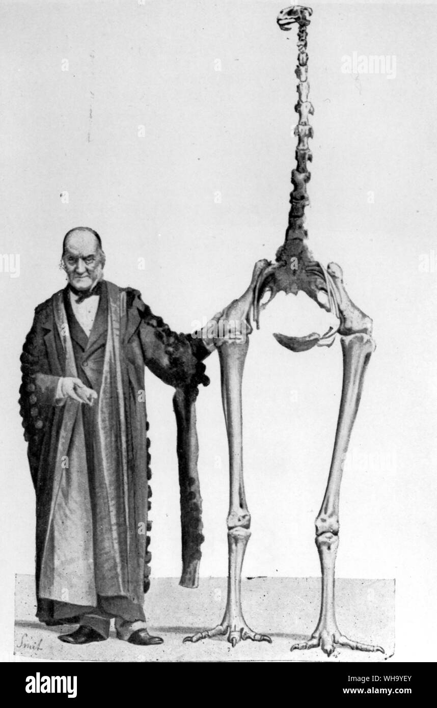 Moa Immagini E Fotos Stock Alamy Moa Immagini E Fotos Stock Alamy