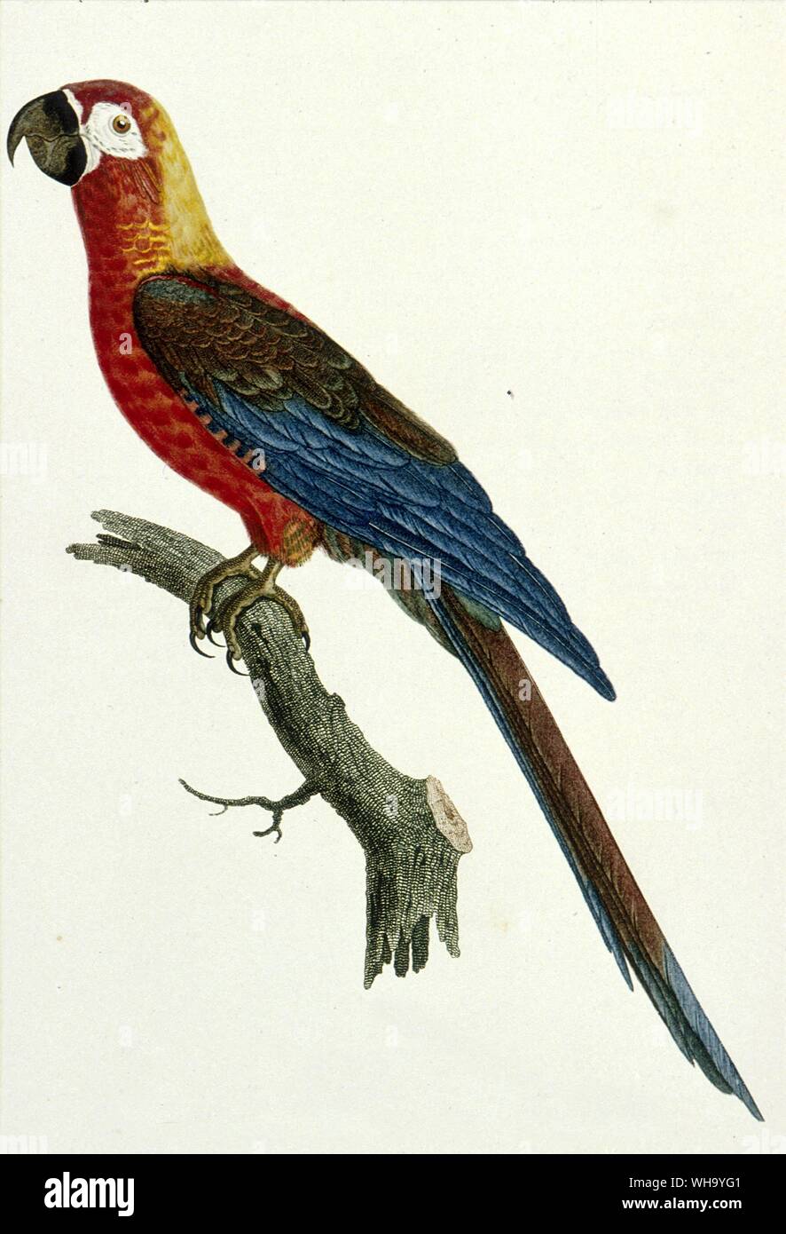 Rosso cubano macaw. Incisione colorata da Jacques Barraband da F. Levaillant's Histoire Naturelle des Perroquets, Vol. 1 (Parigi, 1801-5), Pl.5. - Lunghezza di uccello 50cm (20a) Foto Stock