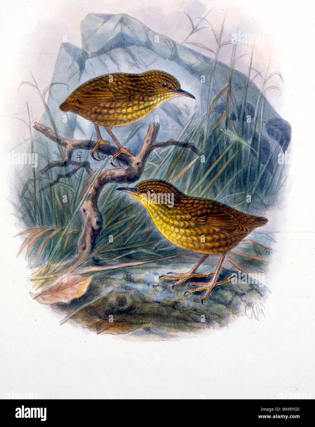 Stephen Isola Wrens. Colorate a mano litografia da J.G. Keulemans da W.L. Buller supplemento per gli uccelli della Nuova Zelanda, Vol. 2 (Londra, 1905), Pl.10 - Lunghezza di uccello 10cm (4a) Foto Stock