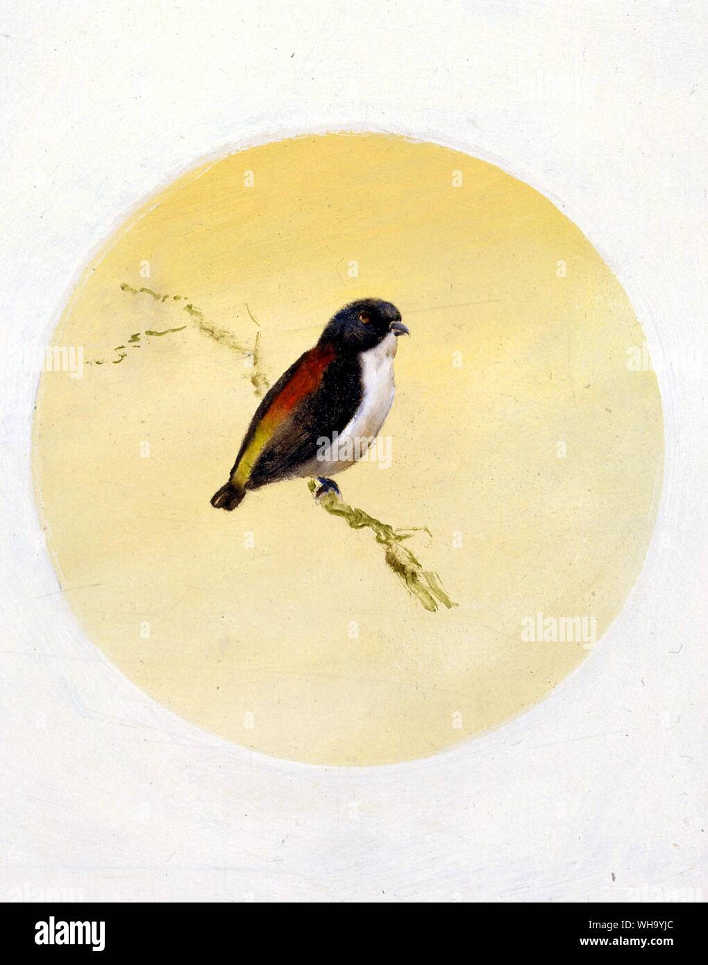 Quattro-Flowerpecker colorati. Pittura di olio da Mike Ultimo - Lunghezza di uccelli di 9cm (35a) Foto Stock