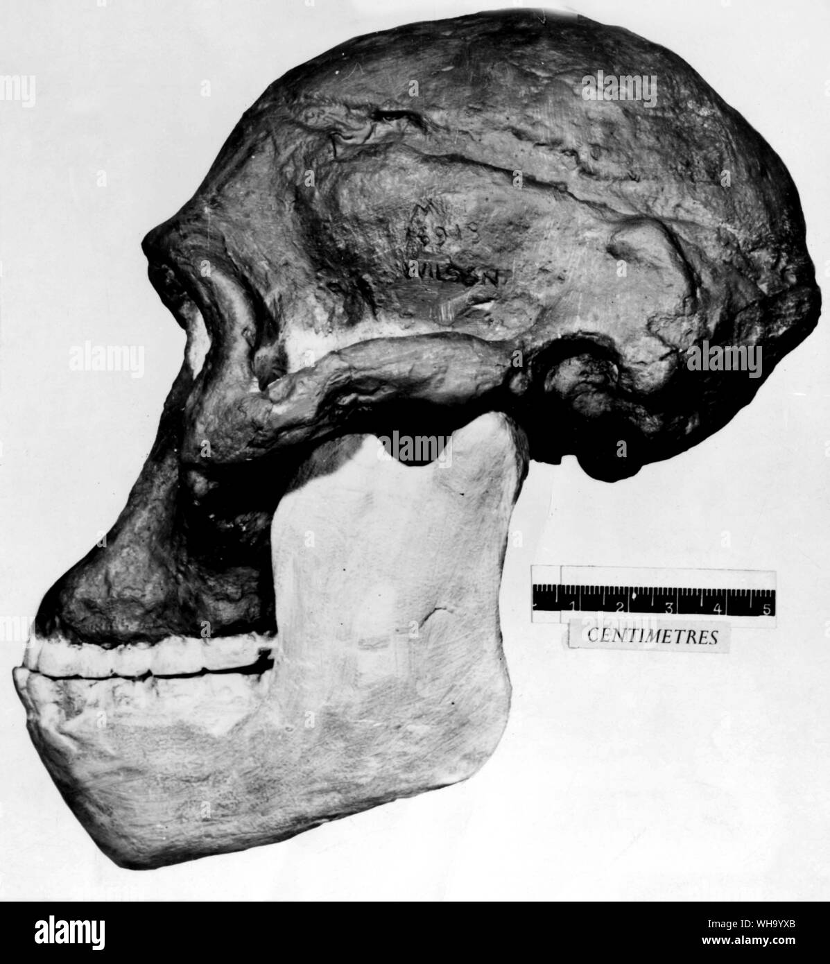 Cranio di Africanus, un sudafricano ape man. Foto Stock