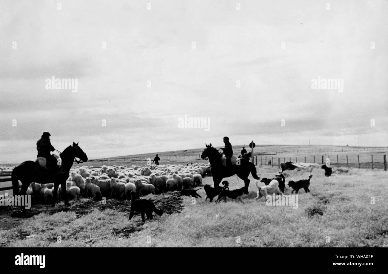 Peones e ovini-cani con un gregge di pecore in uno dei tanti grandi allevamenti di ovini e caprini/estancia (spesso più di un milione di acri) in Patagonia, Sud dell Argentina. Foto Stock