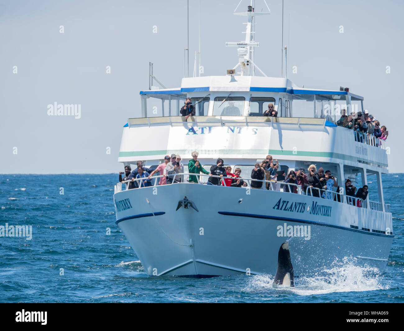Transient balena killer (Orcinus orca) vicino a barca in Monterey Bay National Marine Sanctuary, California, Stati Uniti d'America, America del Nord Foto Stock