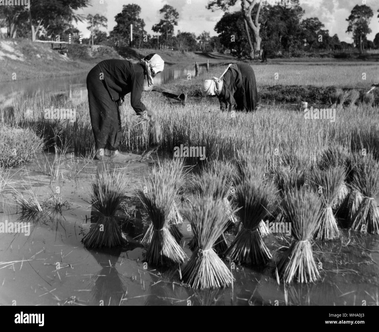 Siam: la vita va avanti per le donne nelle risaie vicino a Bankok durante la crisi Siam. Foto Stock
