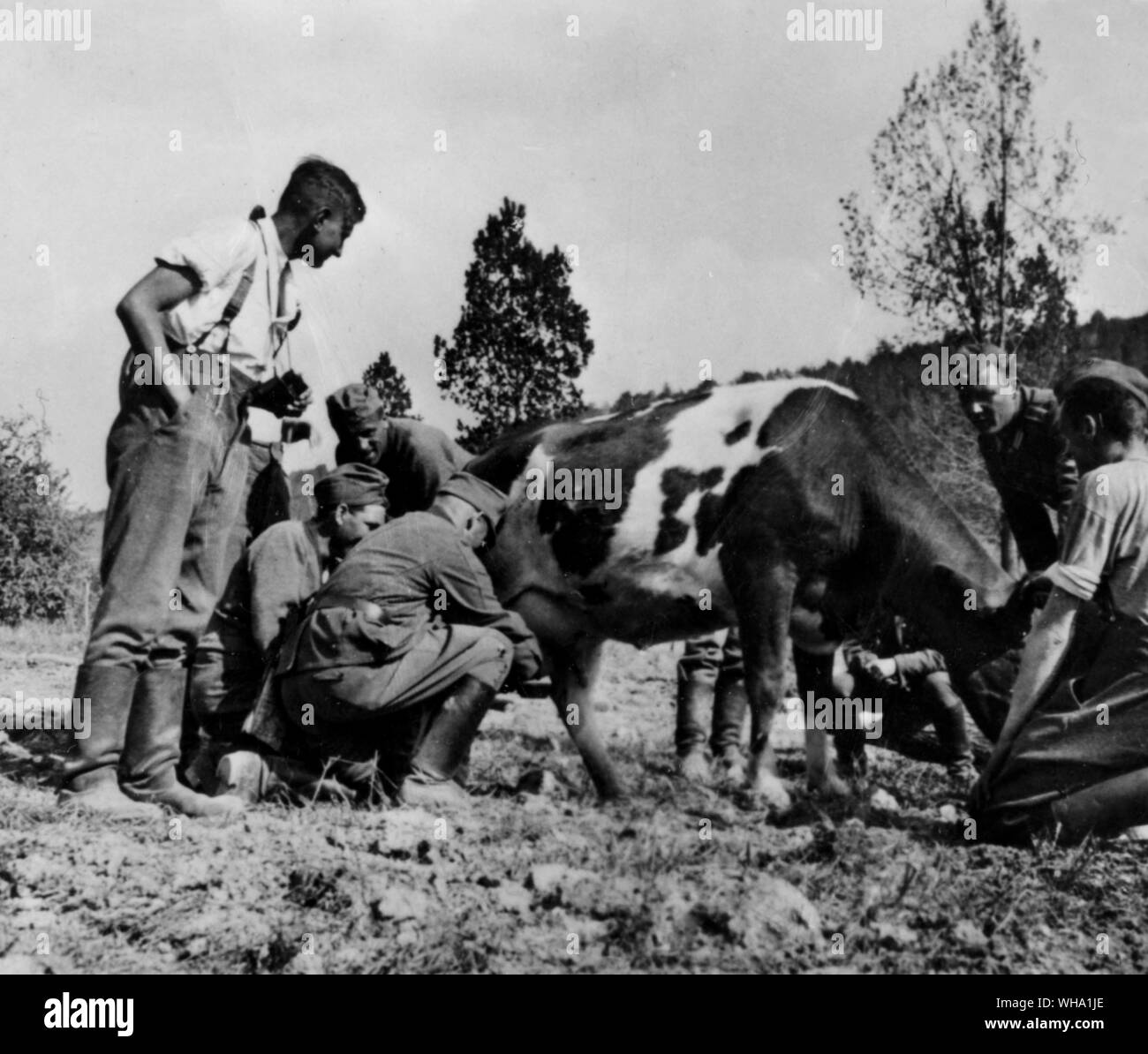 WW2: un soldato tedesco dà una mano millking una mucca in Francia. Foto Stock