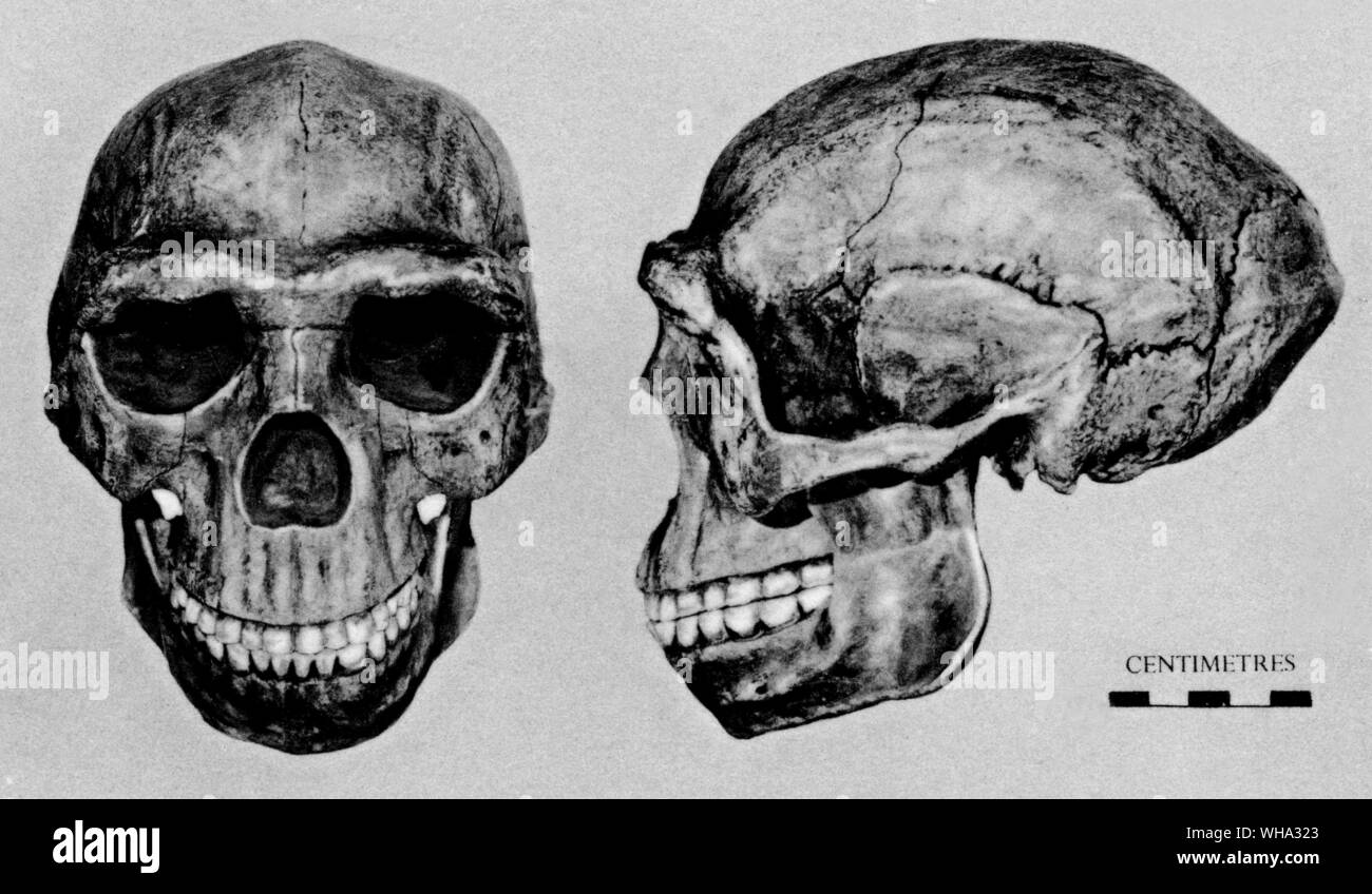 Uomo fossile: modello di cranio restaurato di Pechino uomo (Pithecanthropus pekinensis) dalla grotta deposito a Choukoutien, Cina. Foto Stock