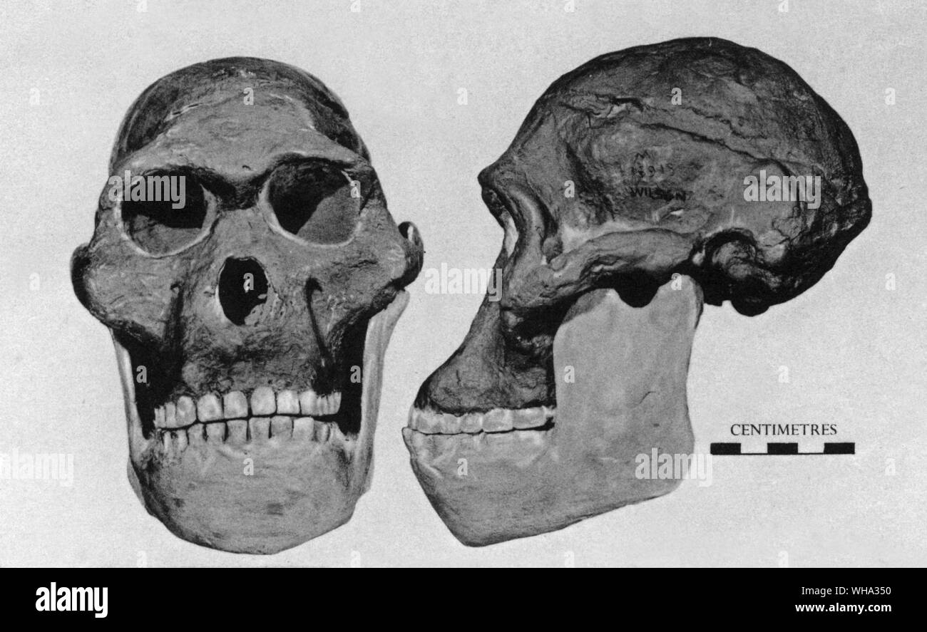 Uomo fossile: modello di cranio restaurato di Australopitheaus. Da una grotta deposito a Sterkfontein Transvaal. Foto Stock