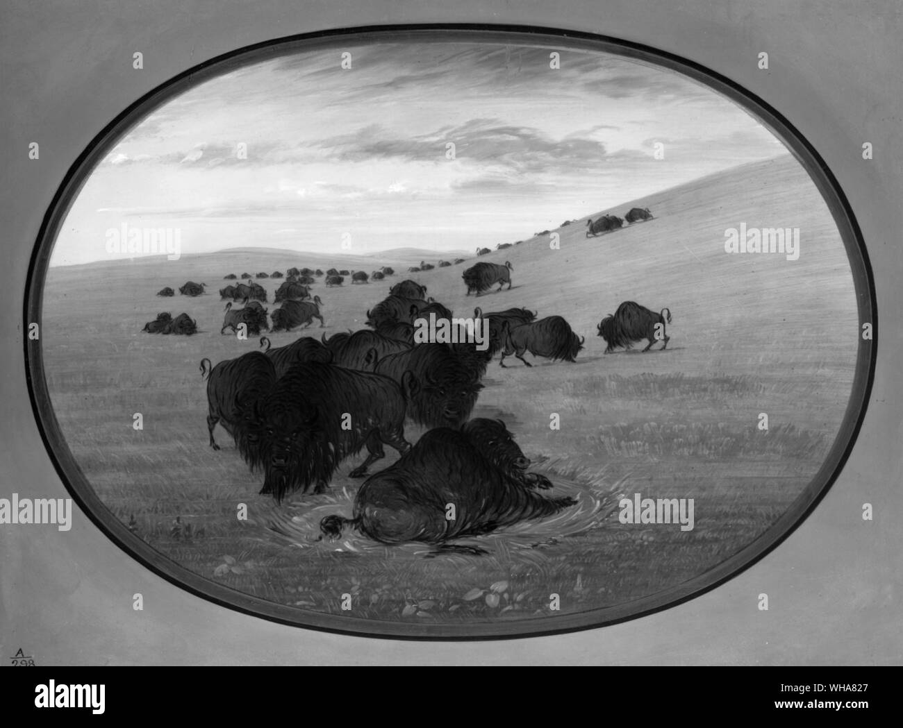 Una bufala sguazzi da George Catlin Foto Stock