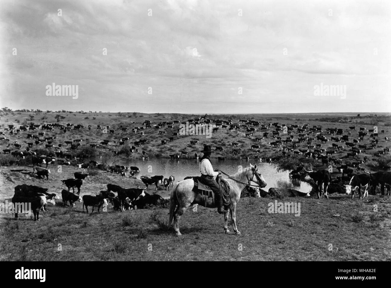 Cowboy a cavallo frequentando il bestiame in corrispondenza di un foro di irrigazione Foto Stock
