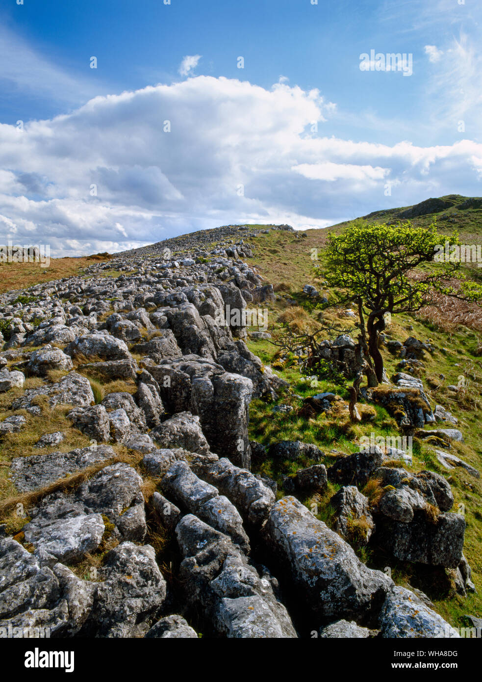 Parti di questo carbonifero cresta di calcare sul Bryn Alyn, il Galles del Nord, Regno Unito, sono state consumate in allontanamento per formare una pavimentazione di pietra calcarea di blocchi e fessure. Foto Stock