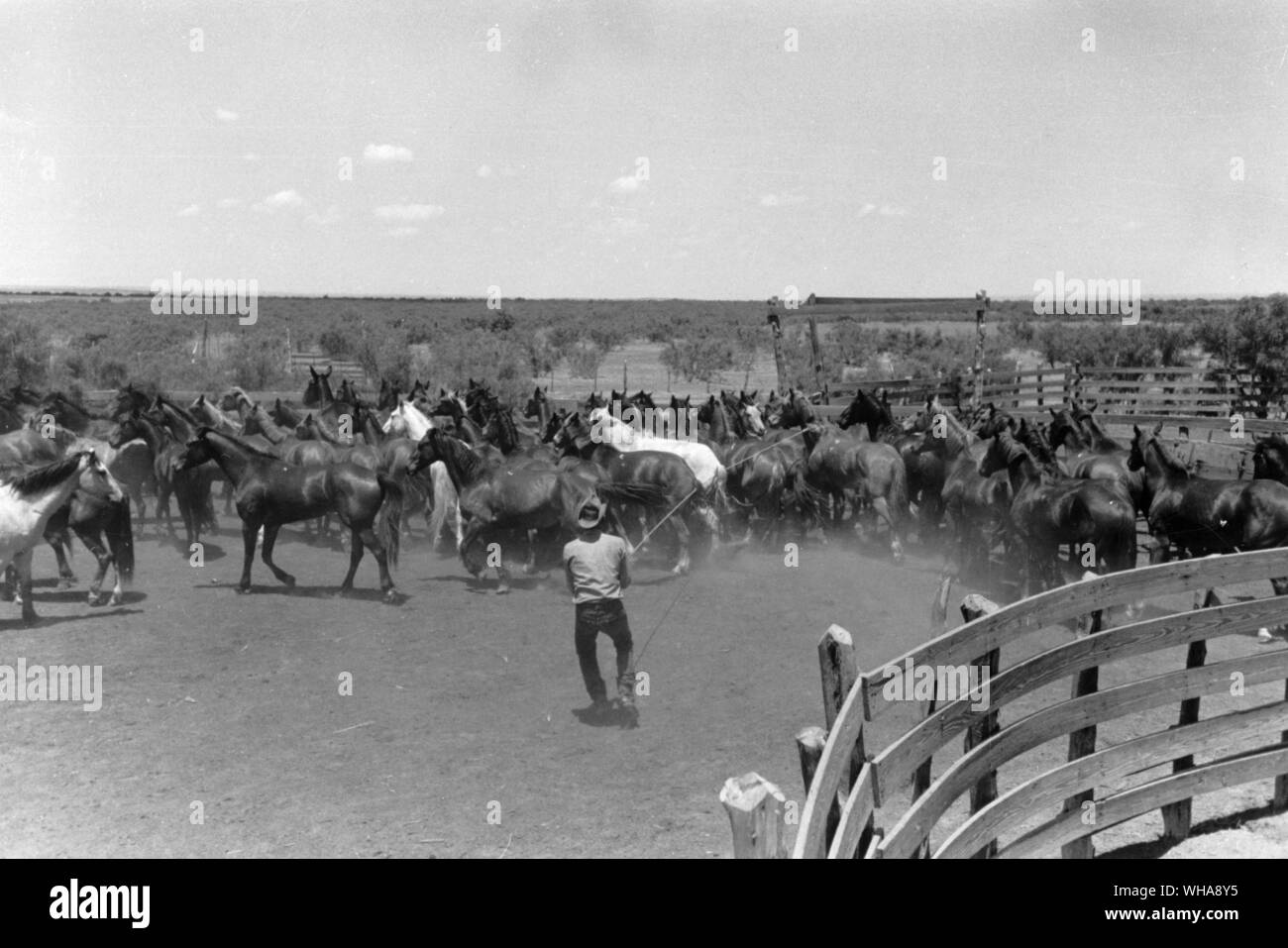 Erwin Smith. Lassooing cowboy a cavallo Foto Stock