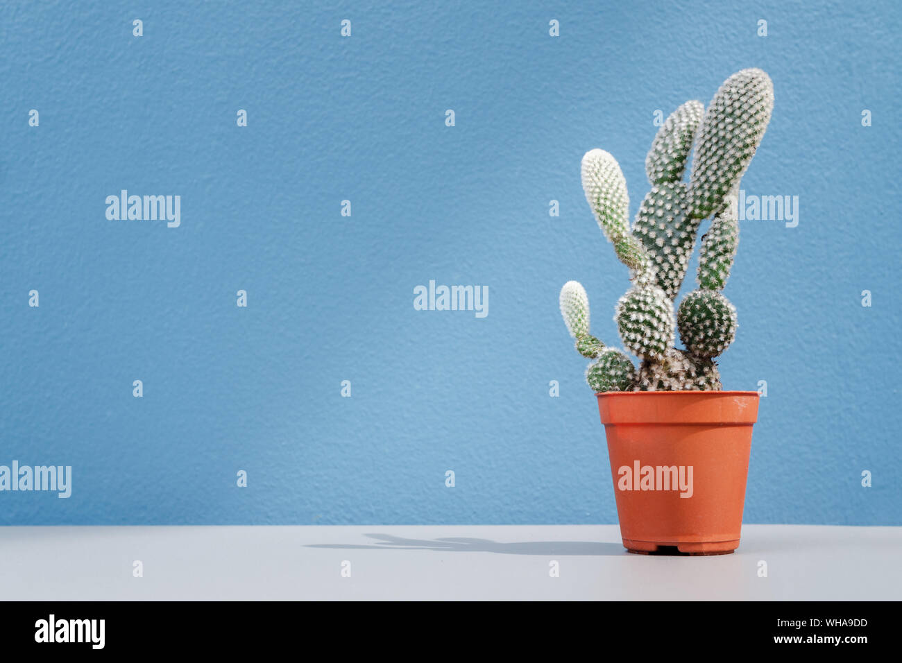 Il cactus di piantare in un arancione vaso in plastica sul tavolo con blu sullo sfondo della parete nel coffee shop con copia spazio. La casa e il giardino concetto di decorazione Foto Stock