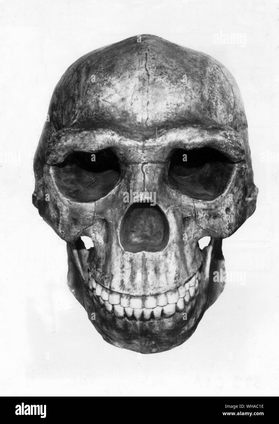 Sinanthrophs; modello di un restauro di un cranio di Pechino uomo dalla grotta deposito presso Chou-Kou tien restauro da Weidenreich F. Zhoukoudian in Cina Foto Stock